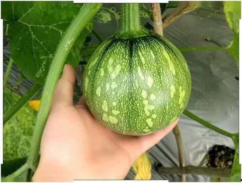 娱乐小葱花吃瓜,揭秘娱乐圈那些不为人知的幕后故事